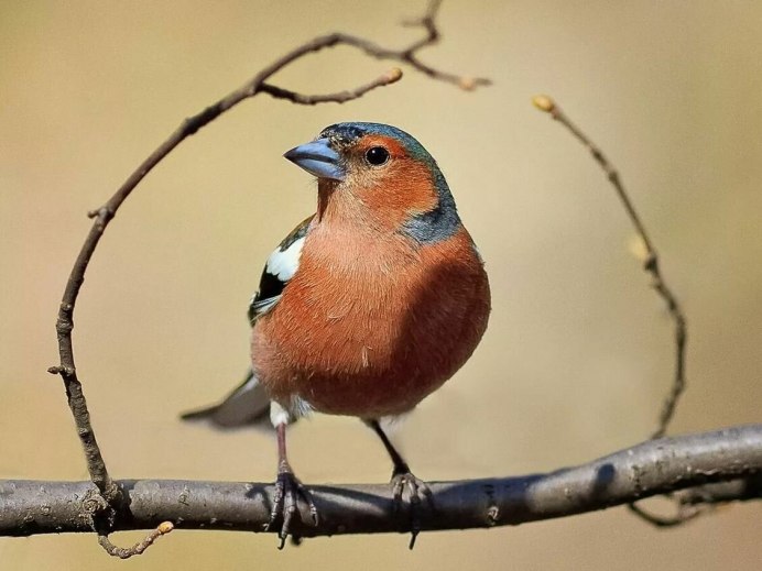 Птенец зяблика