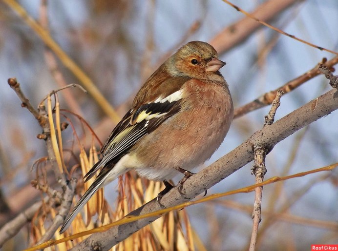 Гульдова зяблика