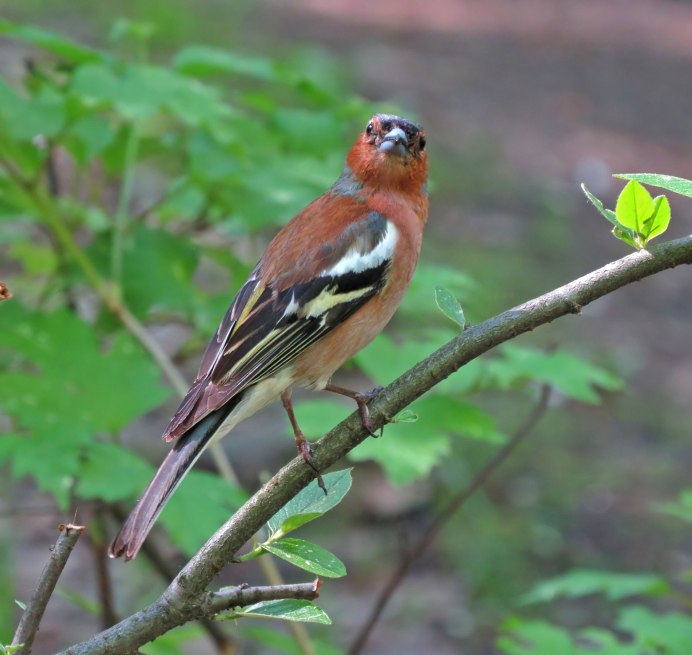 Красный Зяблик