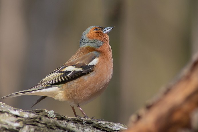Птицы Ленинградской области Зяблик