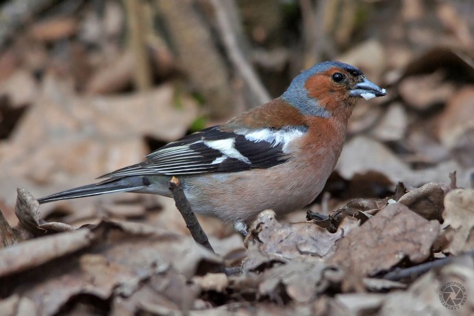 Гульдовой Зяблик