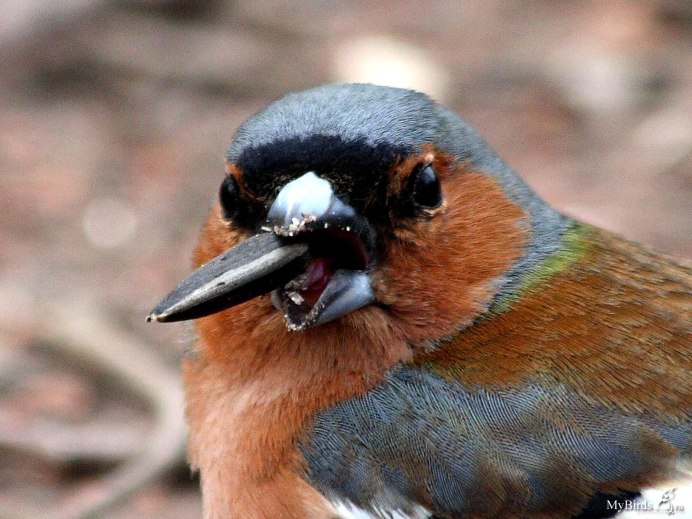 Зяблик страшный