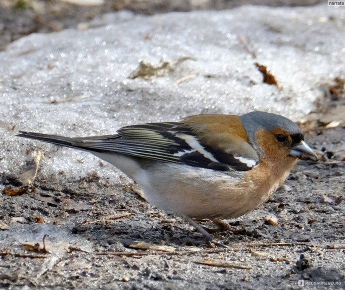 Гирканский Зяблик