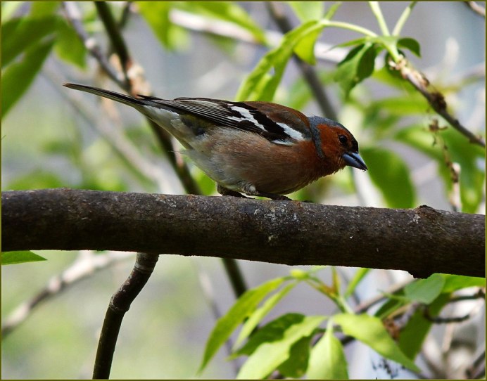 Слеток зяблика