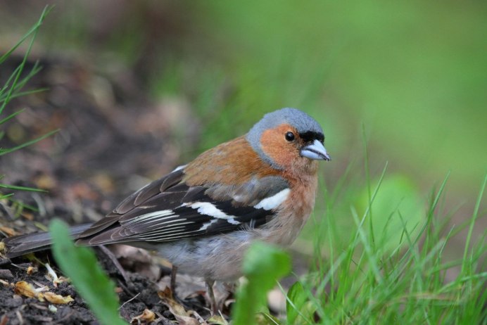 Пурпурный Зяблик