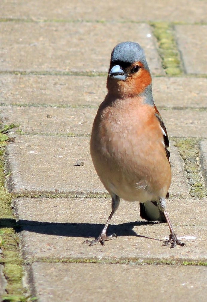 Зяблик мальчик