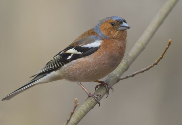 Зяблик самка птенец