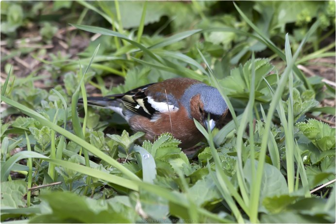 Щегол и Зяблик