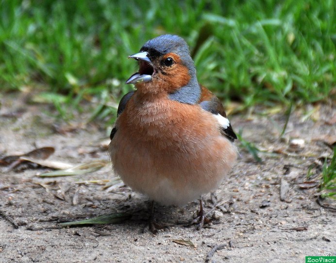 Голдианский Зяблик