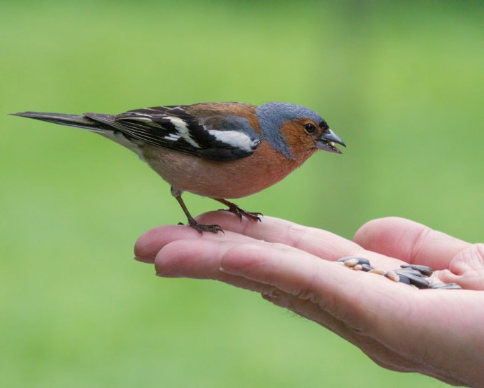 Зяблик миграция км