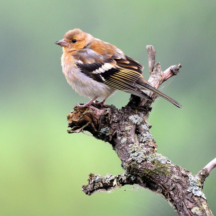 Галапагосский Зяблик