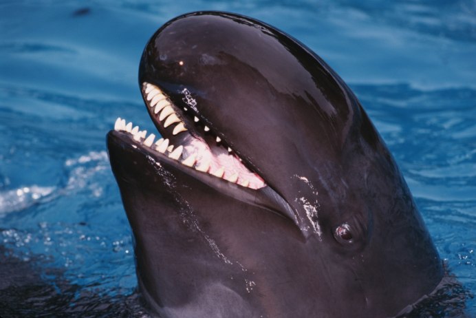 Малая косатка черная Касатка