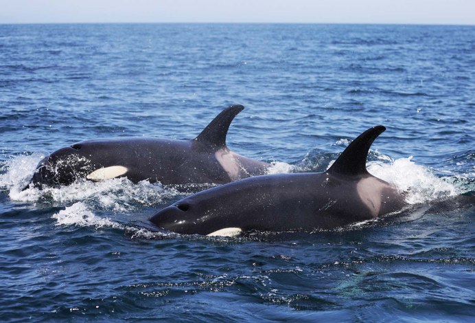 Курильские острова косатки