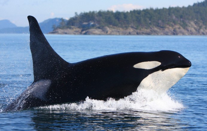 Косатка от диверсантов