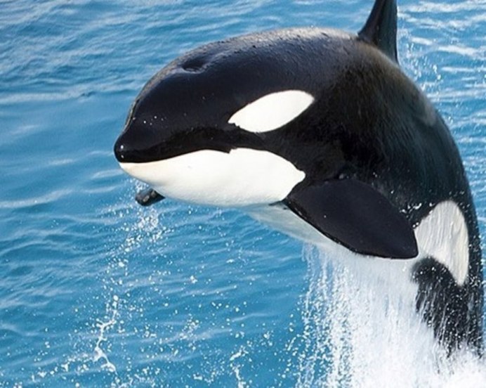 Малая косатка черная Касатка