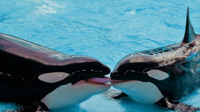 Косатка (млекопитающее)