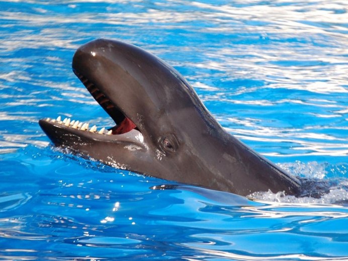 Малая косатка Pseudorca crassidens