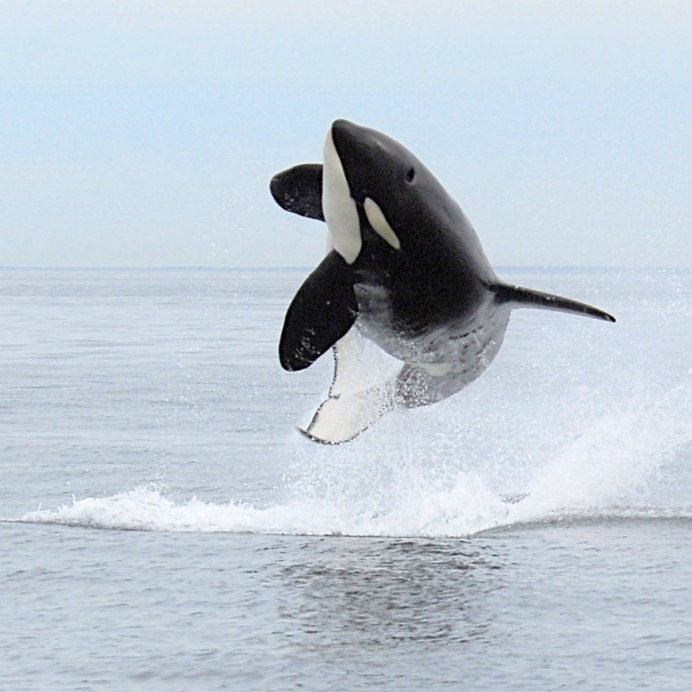 Косатка aimnenme