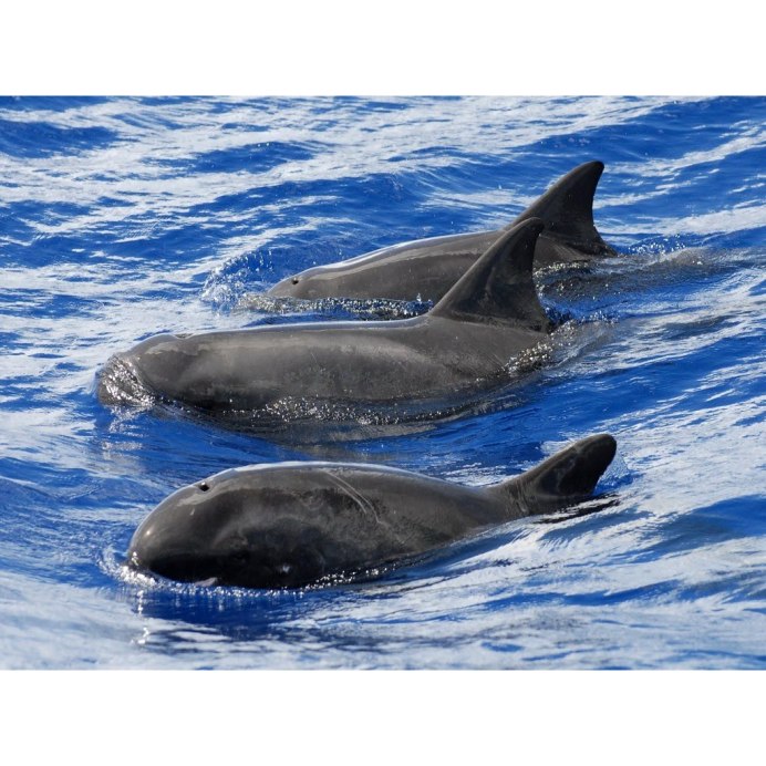 Карликовая косатка Feresa attenuata