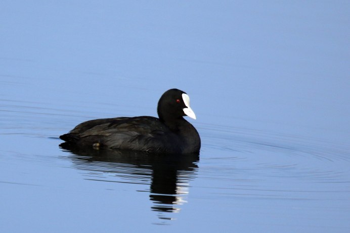 Лысуха (Fulica atra)
