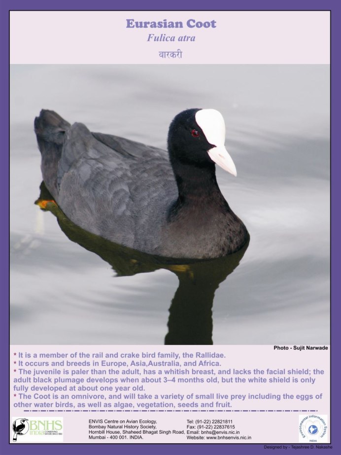 Утка нырок черная с белым клювом