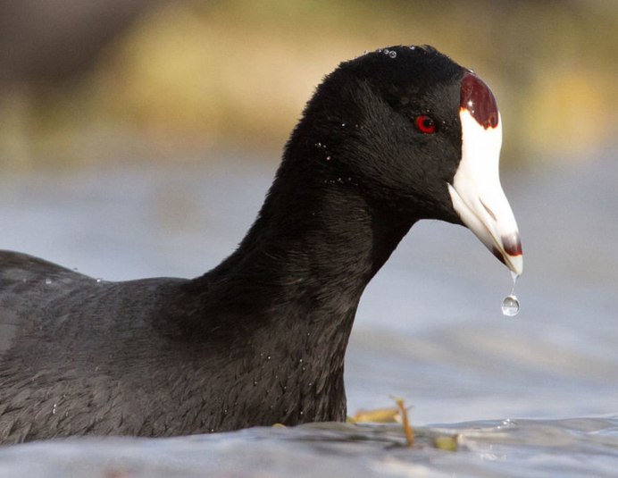 Черный селезень