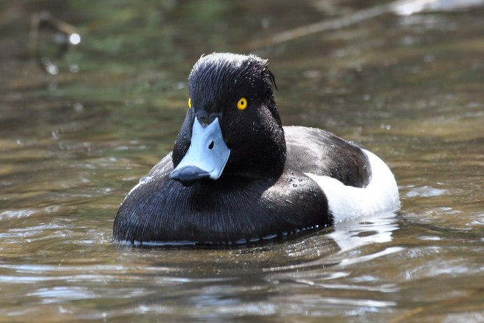 Утка лысуха нырок