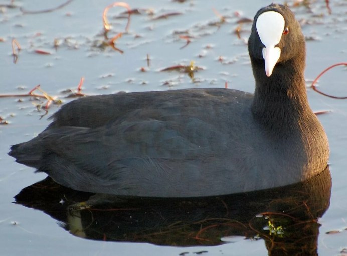 Чёрная птица с белым клювом водоплавающая