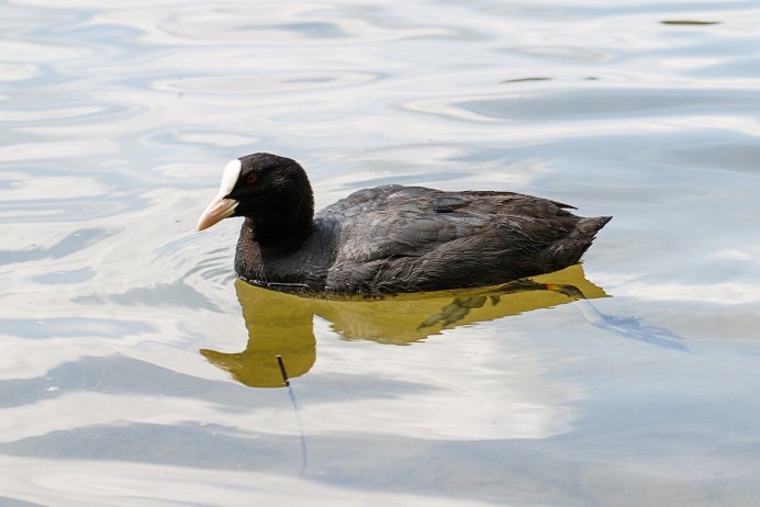 Утка нырок черная с белым клювом