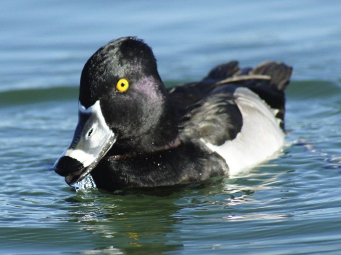Чёрная утка с белой грудкой