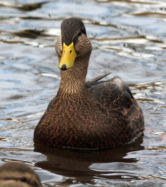 Гавайская лысуха