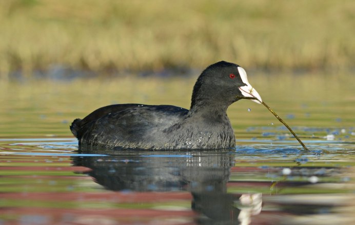 Лысухи водоплавающей птицы