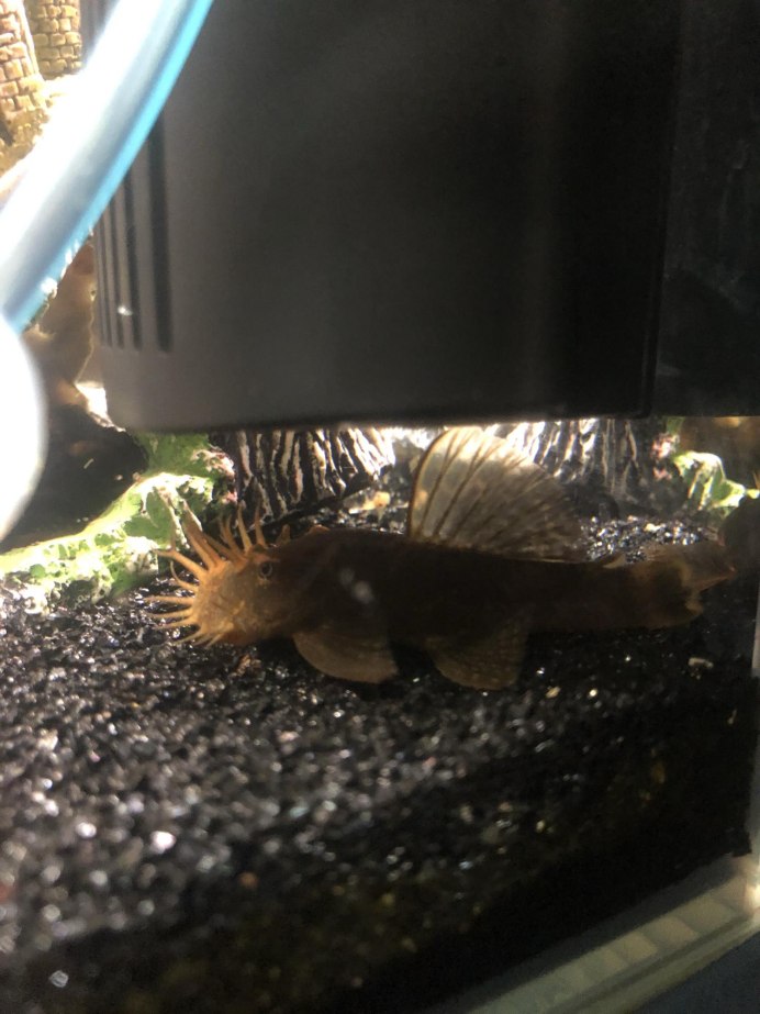 BL novo Pleco