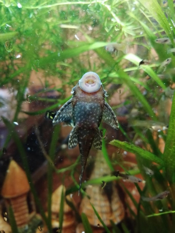 Spotted puhined