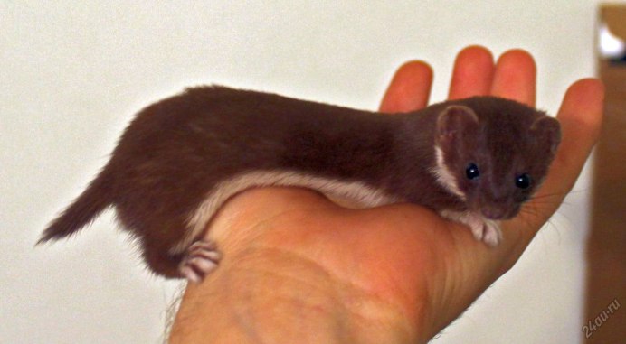 Маленькое животное позоже на хорька