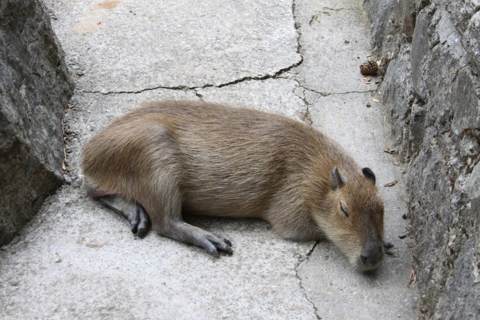 Маленький коричневый зверек
