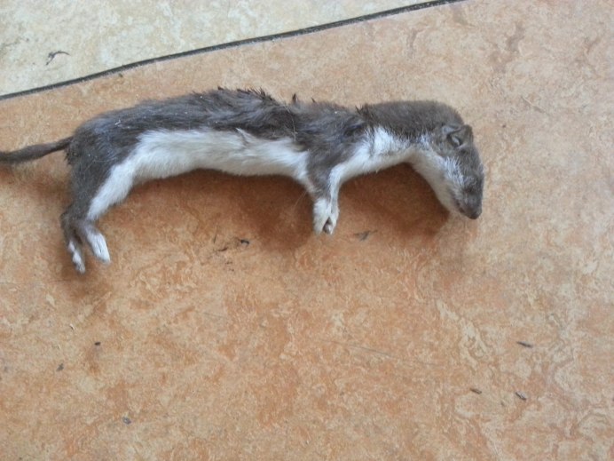 Грызун похожий на хорька