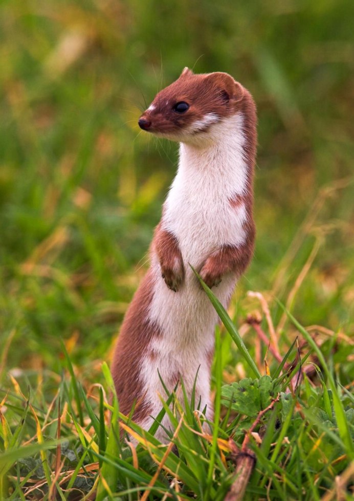 Горностай Северная Америка