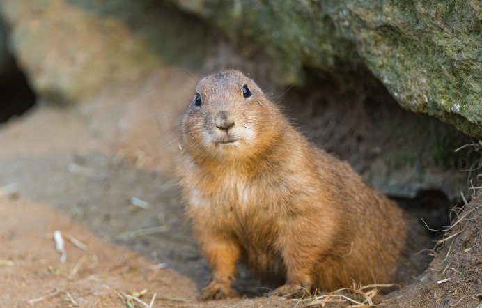 Горностай (Mustela erminea)