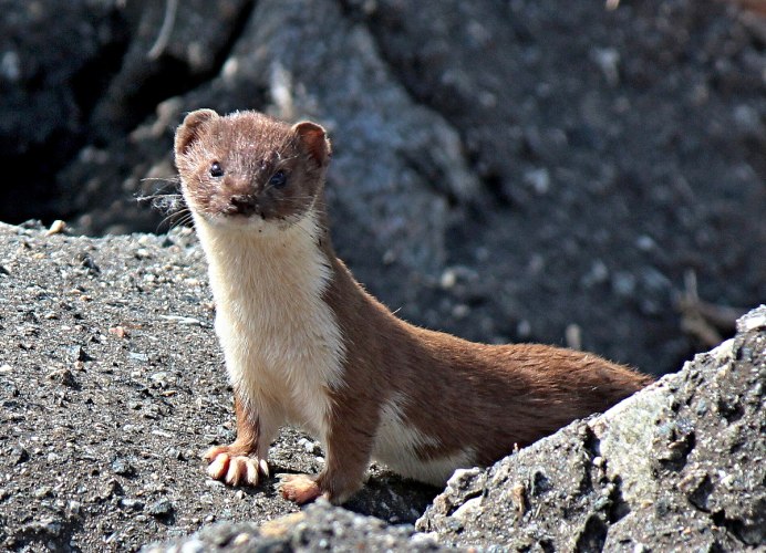 Mustela nivalis Linnaeus