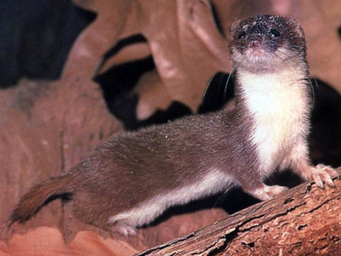 Маленький грызун с длинным телом