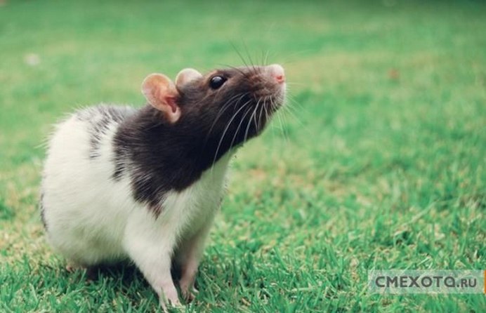 Этрусская землеройка