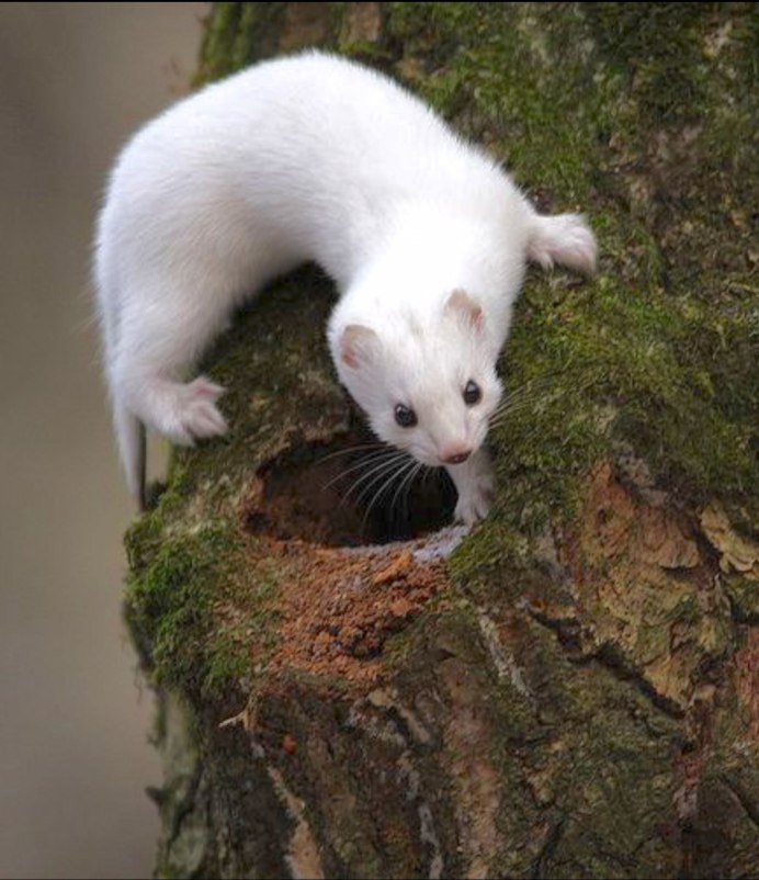 Горностай в Уэльсе