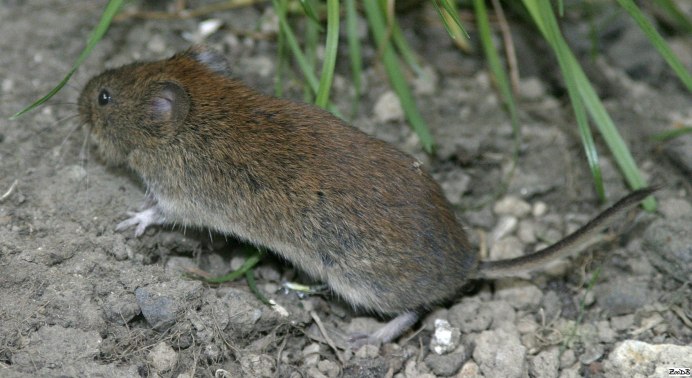 Горностай (Mustela erminea)