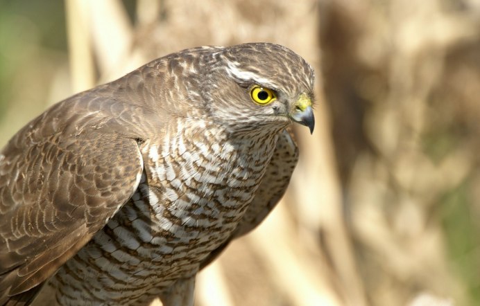 Обыкновенный канюк Buteo Buteo