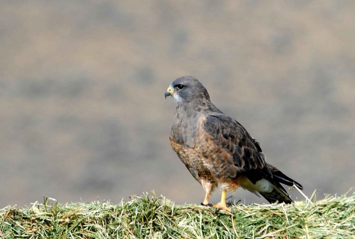 Ястреб - тетеревятник (Accipiter gentilis)