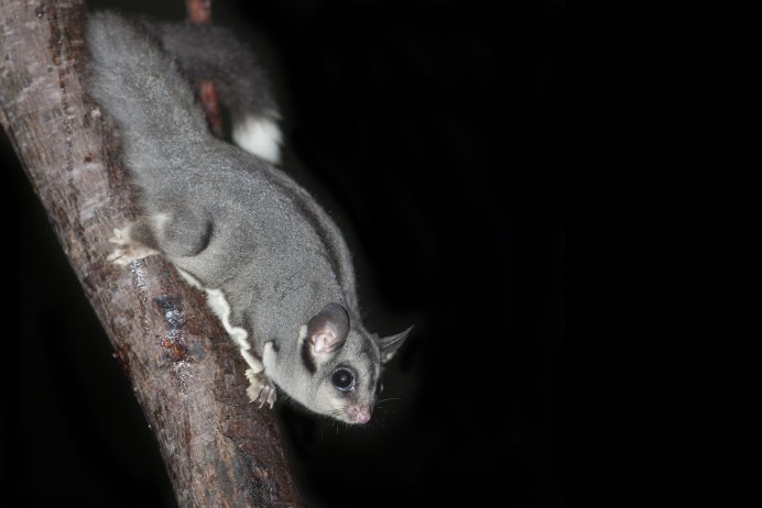 Сумчатая белка летяга