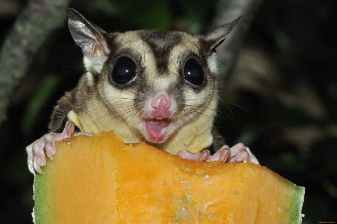 Сахарный поссум