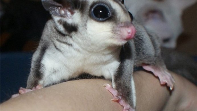 Толстый сахарный поссум