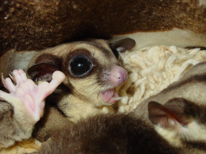 Маленький домашний питомец